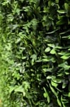 Пано изкуствена зеленина 50 x 50 Бръшлян Green Wall Inter Ceramic