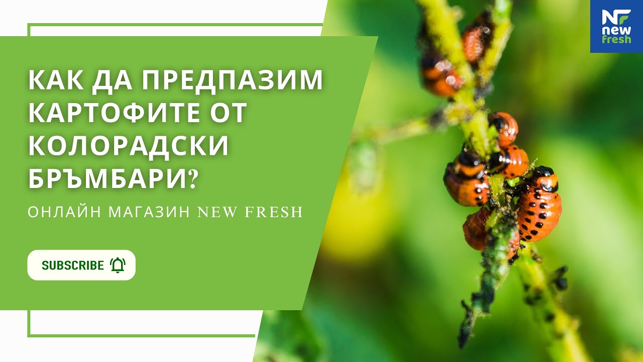 Натурален продукт HÜNIGER срещу КОЛОРАДСКИ БРЪМБАРИ