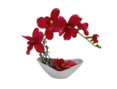 Декоративна орхидея - различни цветове