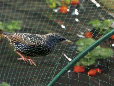 Мрежа срещу птици Birdnet 4x10 зелена