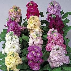 Матиола -Шибой микс