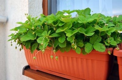 Сандък Ребро -50x18