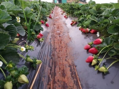 Мулчиращо фолио за ягоди 1.2  х 10 м. - 3 сезона