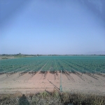 Мрежа против птици BIOBIRDS / Ширина - 4 метра