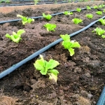 Италиански лентов капков маркуч IRRITEC - 8 mil / 20 см