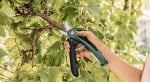 Акумулаторна градинска ножица Easy Prune 3.6 V + градински ръкавици BOSCH