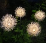 Led Соларна лампа Dandelion Lightex