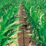 Италиански лентов капков маркуч Irritec - 8 mil / 15 см