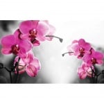 Фототапет Орхидеи