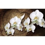 Фототапет Бяла орхидея