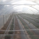 Мрежа против доматен молец BIORETE 25 / Ширина - 3 метра