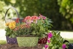 Сандъче 3D пеперуди - различни цветове 4.1 л