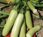 Семена на тиквички Изобилна F 1 5 гр.